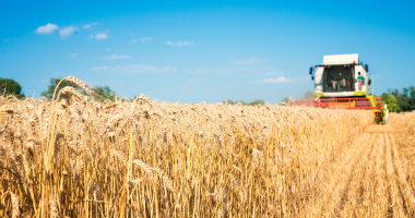 Combine harvester in a field of wheat 